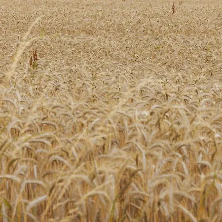 La Ferme De Sotrez 4* Nandrin